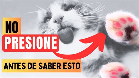 10 Curiosidades Sobre Las Patas De Los Gatos YouTube