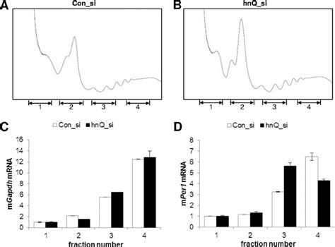 Knockdown Of Hnrnp Q Results In Redistribution Of M Per Rnas In A