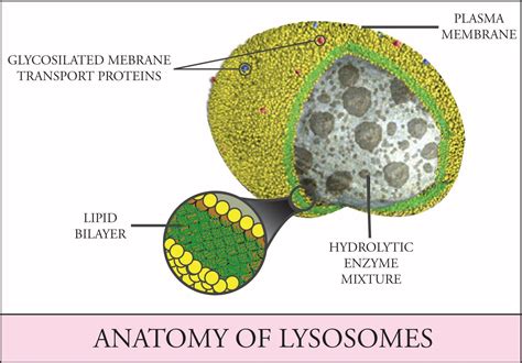 Lysosomal Enzymes List And Their Function Biology Brain, 59% OFF