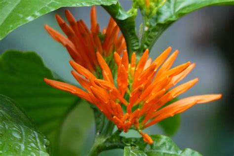 How To Grow And Care For Mexican Honeysuckle Gardeners Path