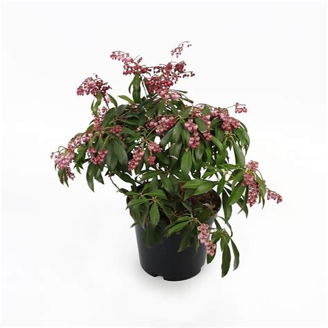 Pieris Katsura 3 Litres Shrubs Tates