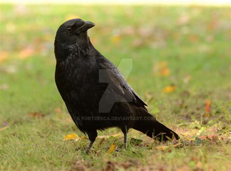 Corbie 04 by Fortresca on DeviantArt