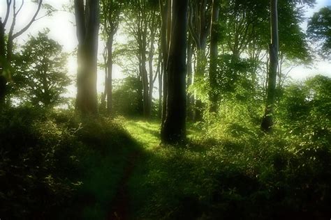 The Edge Of The Forest On A Summer Evening Photograph By Neil R Finlay