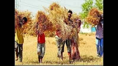 Lack Of Hands Strike Why Wheat Procurement Hit Hurdle In Haryana