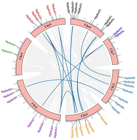 Chromosomal Location And Gene Duplication Events Of Mpdof Genes