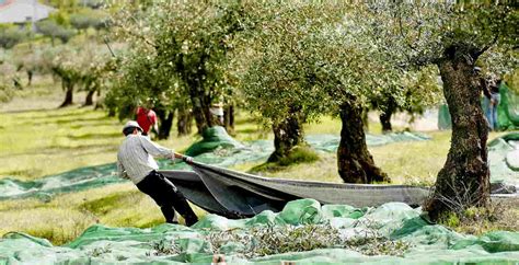 R Colte Des Olives Quand Ramasser Les Olives Oliviers Co