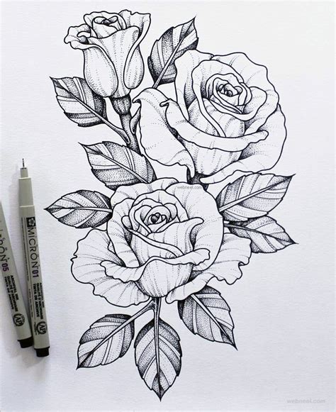 flower drawing rose  full image