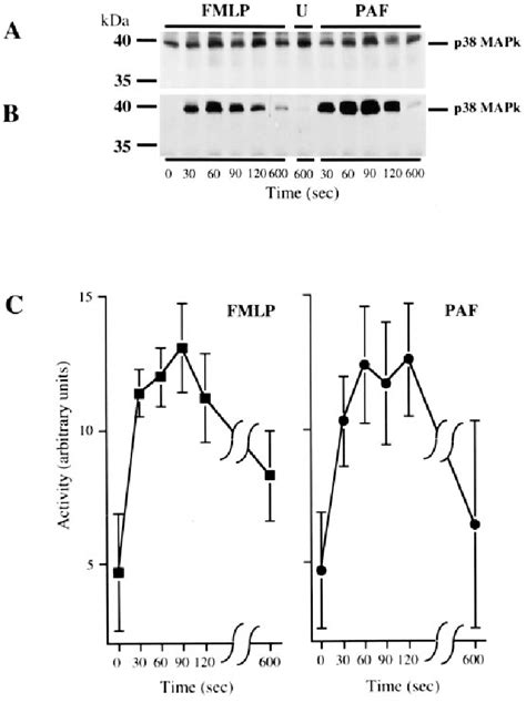 Time Course Of P38 Mapk Phosphorylation And Activation A A Download Scientific Diagram