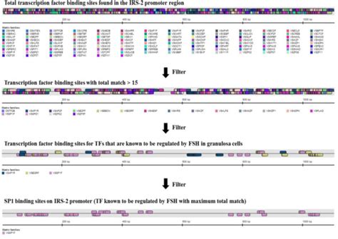 Identification of putative transcription factor-binding sites in the ...