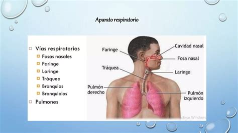 Dolor Toracico Ppt Descarga Gratuita