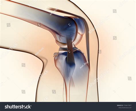 3d Illustration Showing Anatomy Knee Joint Stock Illustration 1733617877