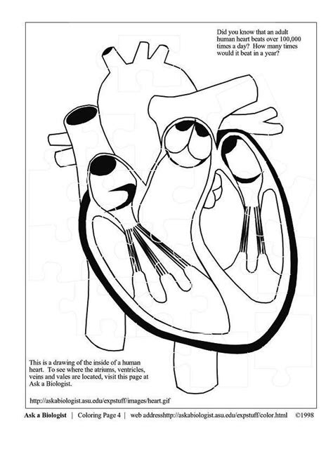 Human Heart Coloring Pages Coloring Home