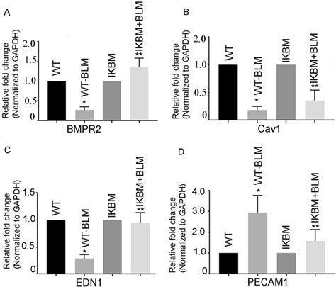 Blm Induced Reduction Of Bmpr Cav And Edn Are Restored In Ikbm