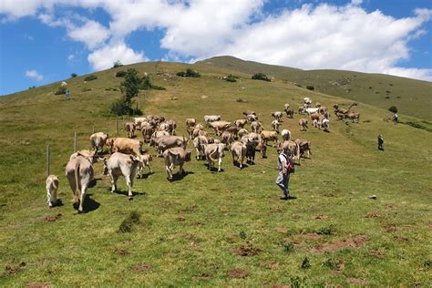 Les Vaques Brunes De Mas Les Coromines Ja Fan Vacances A La Muntanya