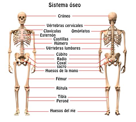 Cuadro Comparativo Del Sistema Oseo Pdf Mano Pelvis Porn Sex Picture