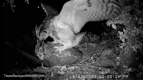 Great Horned Owls Courting And Mating Up In The Live Oak Tree Youtube