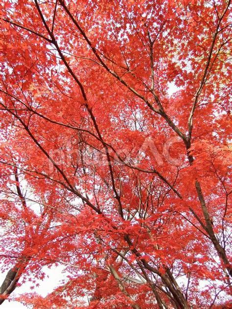 イロハモミジの紅葉 No 666801｜写真素材なら「写真ac」無料（フリー）ダウンロードok