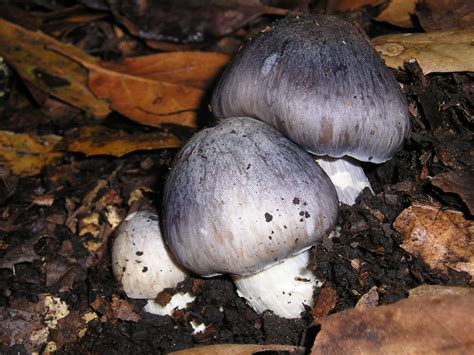 Entoloma Bloxamii The Ultimate Mushroom Guide