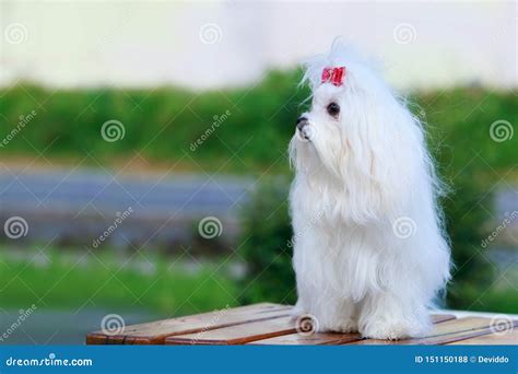 Cute Maltese Dog Stock Photo Image Of Bollard Bushes 151150188