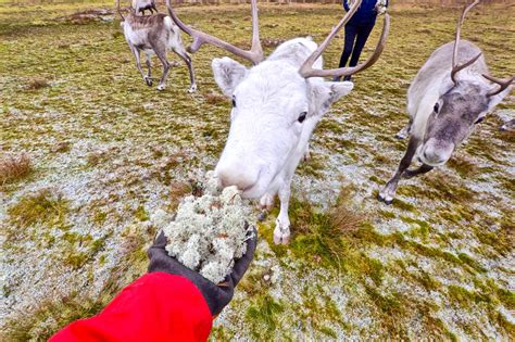 Feeding Arctic Reindeer In Tromso Atlas And Boots