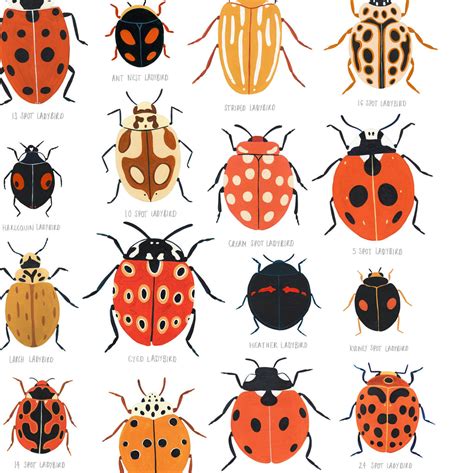 Ladybird Identification – Amber Davenport