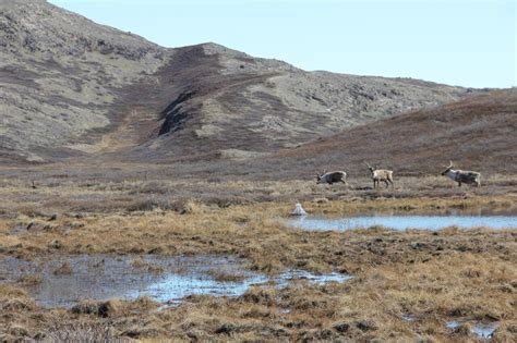 Where Are Arctic Mosquitoes Most Abundant In Greenland And Why