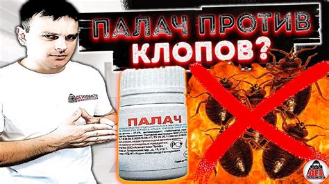 Палач средство от клопов тараканов палач отзыв - YouTube