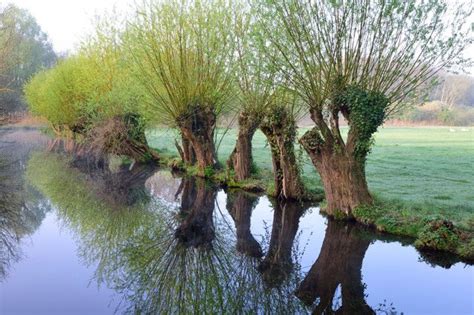 Alte Kopfweiden Wahrzeichen Des Niederrheins Objektansicht