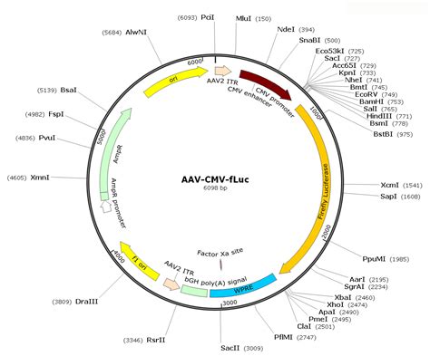 AAV CMV Luc AAV Serotype 9 SL101494 488 00 SignaGen