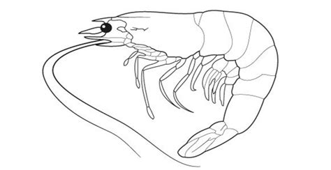 Shrimp Coloring Pages Getcolorings Printable Sketch Coloring Page