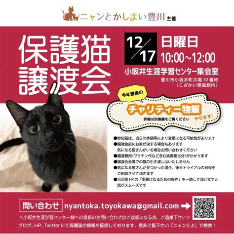 1217日保護猫譲渡会を開催します ニャンとかしまい豊川 活動ブログ