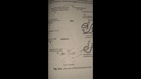 Rapid Revision Life Cycle Of Wuchereria Bancroftifilariasis Youtube