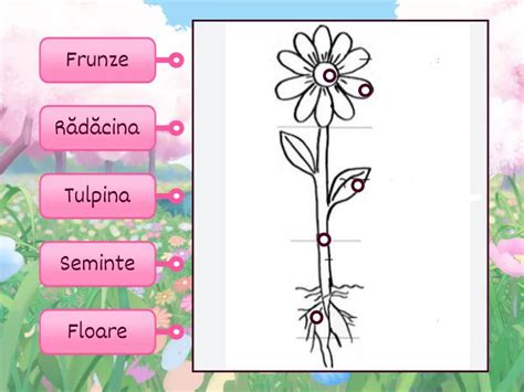 P R Ile Alc Tuitoate Ale Unei Plante Labelled Diagram