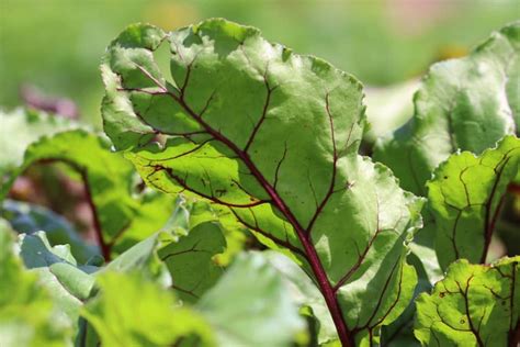 Rote Beete Rübe ernten wann ist sie reif Infos zur besten Erntezeit