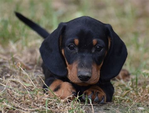 Quiz Les Races De Chiens Nature Animaux