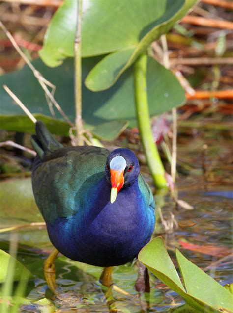 Bill Hubick Photography - Purple Gallinule (Porphyrio martinica)