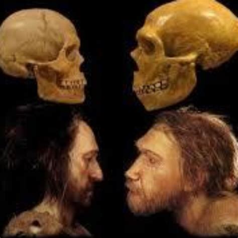 Homo Neanderthalensis And Homo Sapiens