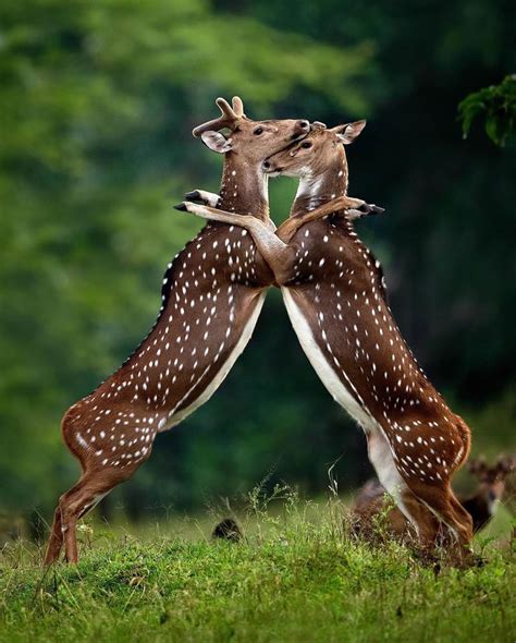 30 Breathtaking Photos Showcasing Indian Wildlife Photography