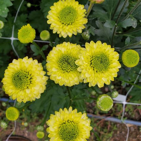 Heirloom Chrysanthemum Cuttings at Amparo Roberts blog