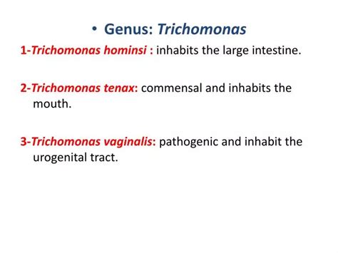 Ppt Genus Trichomonas 1 Trichomonas Hominsi Inhabits The Large Intestine Powerpoint