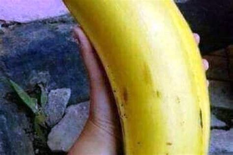 Ini Pisang Terbesar Di Dunia Tumbuh Di Papua Portal Sulut