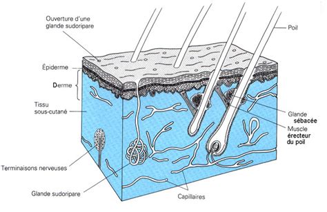 Schéma Anatomie Peau