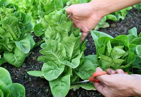 How Far Apart Should You Plant Lettuce? And Why It Matters