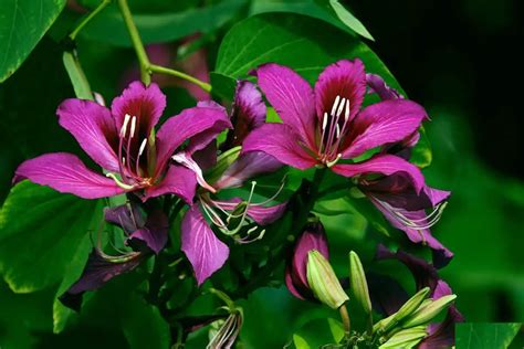 Bauhinia Purpurea: From Medicinal Uses to Ornamental Charm - FlowersLib