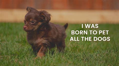 60+ Adorable Dog Valentine Quotes to show off your love