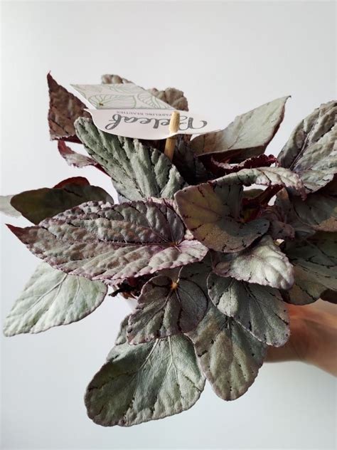 Begonia Beleaf - oryginalna roślina do Twojego domu