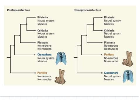 Evolution Vielfalt Und Phylogenie Der Tiere Karteikarten Quizlet