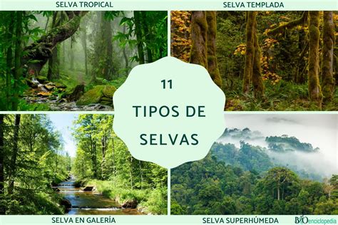 Tipos De Selvas Gu A Completa