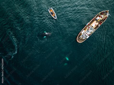 Whale watching in Iceland - a zodiac boat with people wearing red vests watching a school of ...