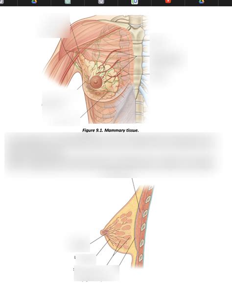 Diagram Of Breast Anatomy Quizlet